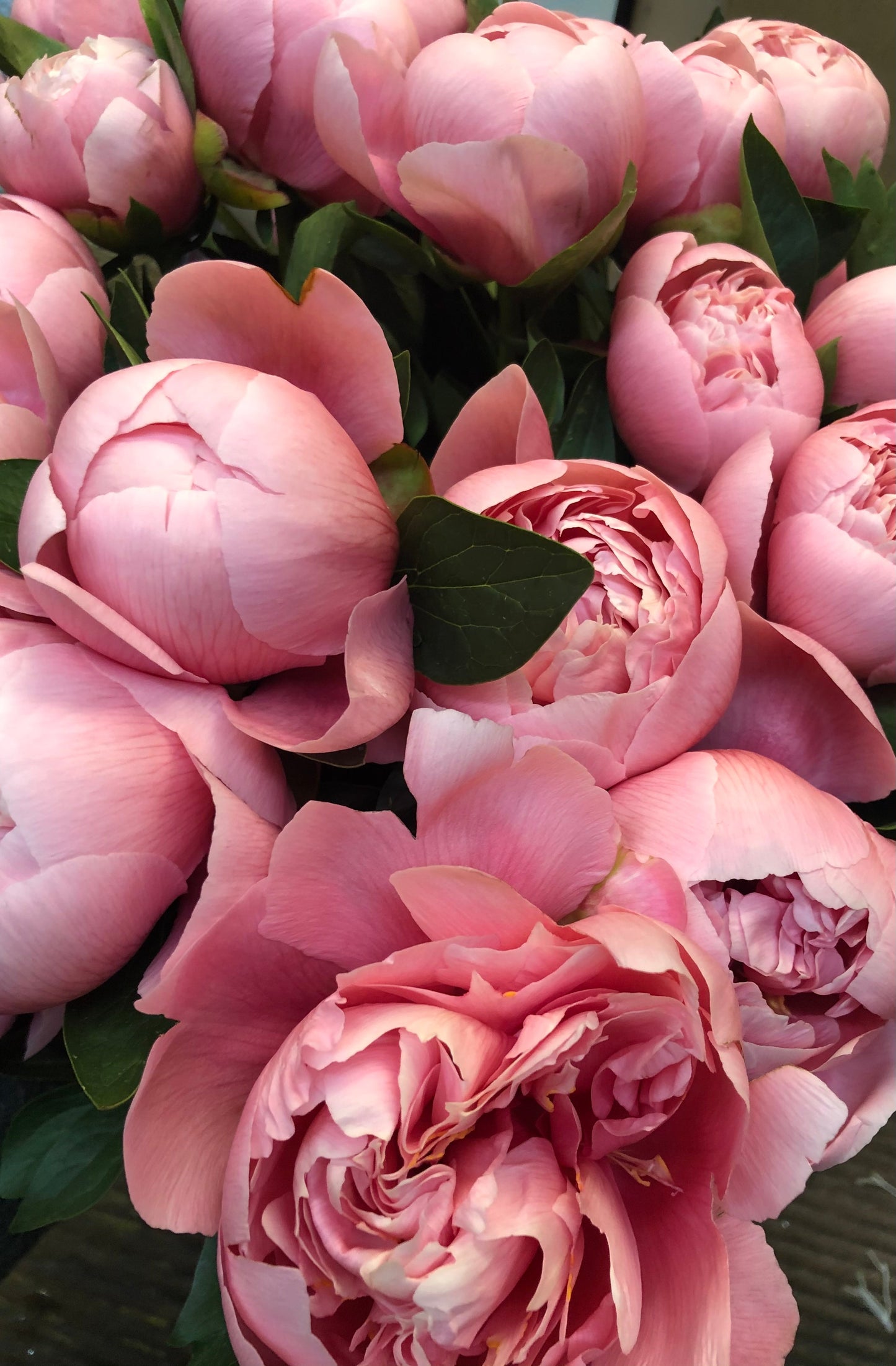 Peony Subscription