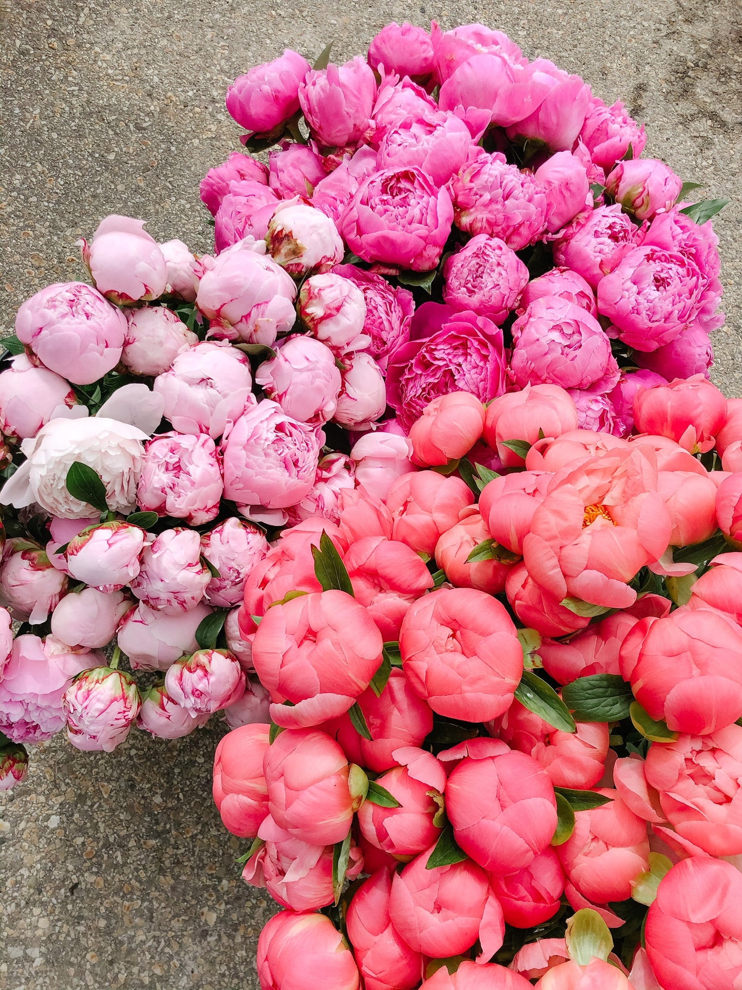 Peony Subscription